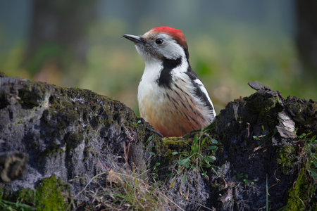 A young woodpecker is sitting on a dead tree branchの写真素材