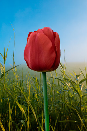 Red tulip in a field with green grass on a background of blue skyの写真素材