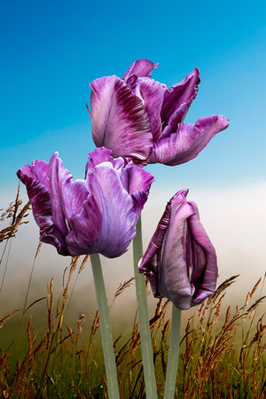 Purple tulips in the springtime gardenの写真素材