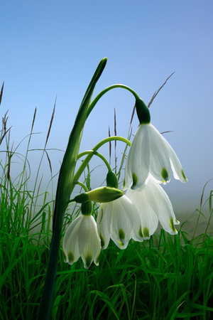 Spring snowflake (Leucojum vernum) flowers in the springtime gardenの写真素材