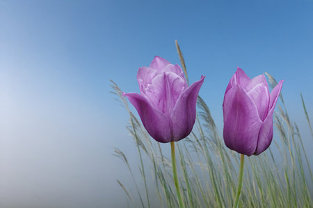 Beautiful purple tulips in the springtime gardenの写真素材