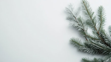 Snowy fir twigs on white background with copy spaceの素材