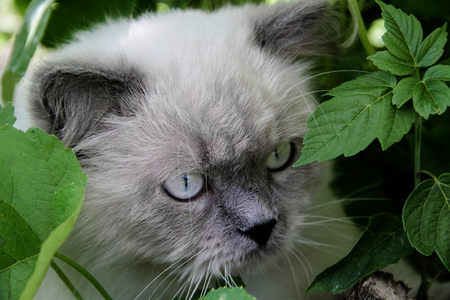 Summer cat portrait, color point, blue eyesの写真素材