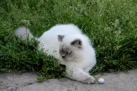 Indoor white cat in nature, summer time. Persian gray cat play with aluminum ball. Indoor white cat in nature, summer timeの写真素材