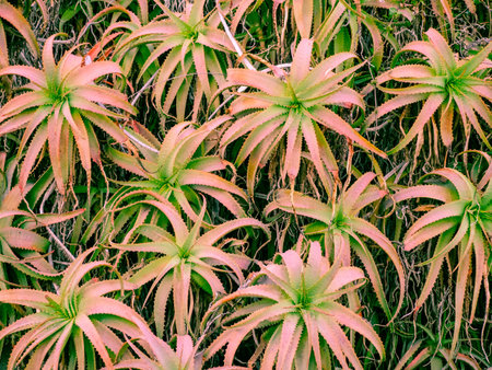 Pink aloe vera plant. Beautiful aloe flowers leaves in the garden for floral pattern and background....