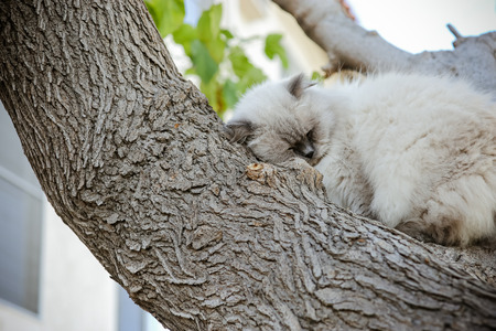 Help lost cats. Save pets life.の写真素材