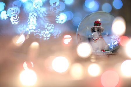 Snow globe Christmas dog, Chinese animal zodiac. 2018 is the year of the Dog,  zodiac animal, bokeh, concept. Chinese lunar calendarの写真素材