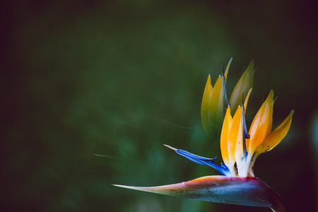 Summer blossoming crane flower background, selective focus, negative space. Dark and bright tones. Plant reflection. Background, wallpaper nature spring photo.の写真素材