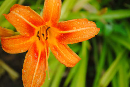 A close-up shot of an orange flower covered in water.の素材