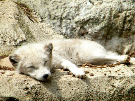 Polar foxの写真素材