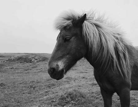 Icelandic horseの素材