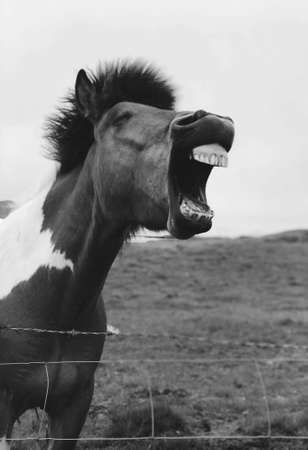 Icelandic horseの素材