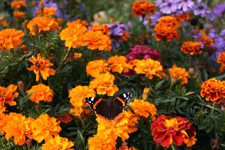 flowers textures#1の写真素材
