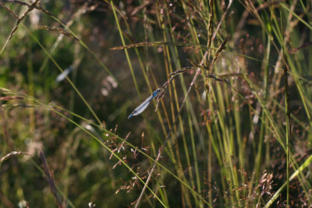 Sommer Grass