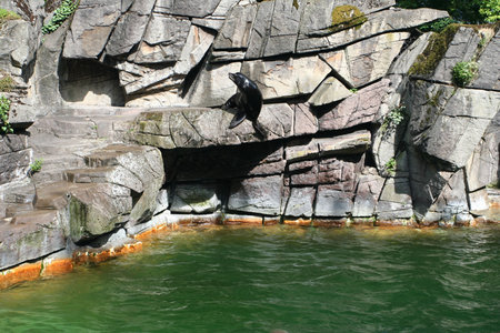 Fur-seal