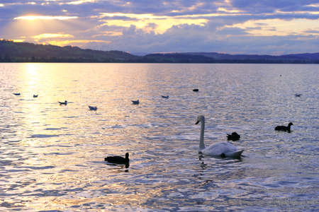 Evening lakeの写真素材