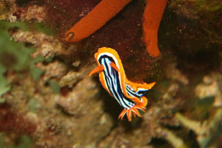 red seaの写真素材