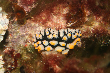 red seaの写真素材