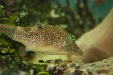 Red sea fish