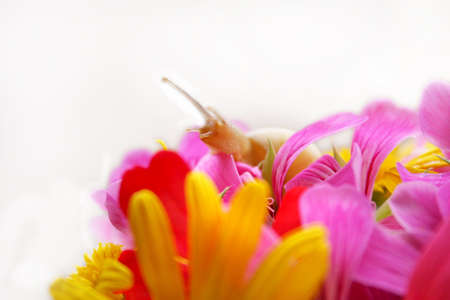 bouquet 1の写真素材