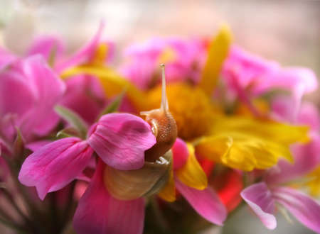 bouquet 5の写真素材