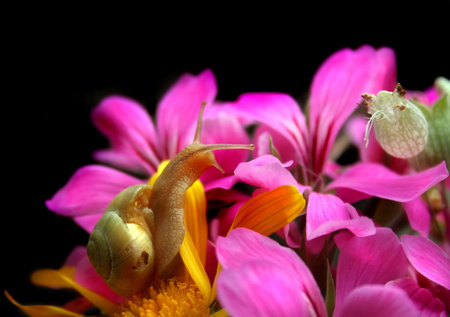 bouquet 8