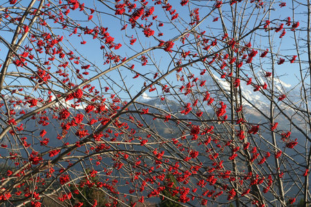 mountain ashの写真素材