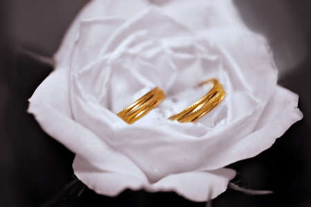 Two wedding rings in White Roseの写真素材
