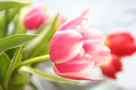 Tulips