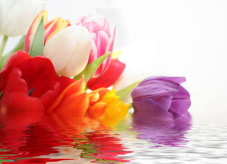 tulips in floodの写真素材