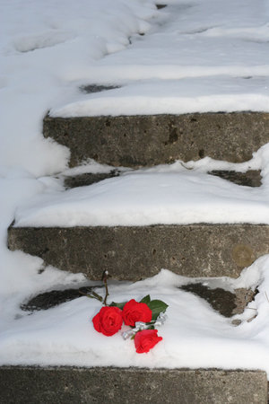 Roses on the snowy stairsの写真素材