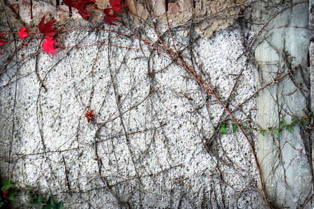 Old wall backgroundの写真素材