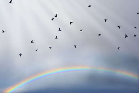 Birds on the skyの写真素材