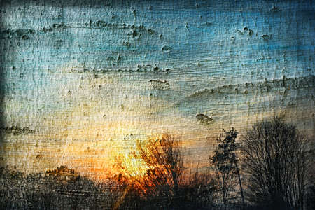 backgrounds forest sunset の写真素材