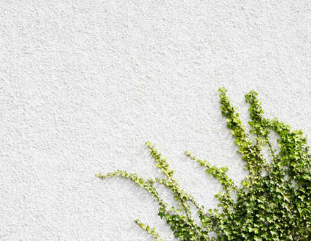 Plant borderの写真素材