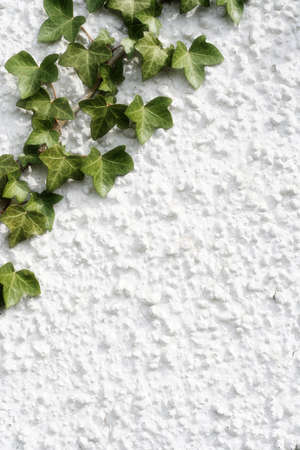 Plant borderの写真素材