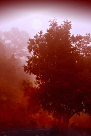 Red  tree in the fogの写真素材