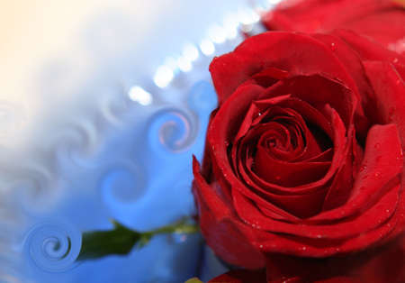 red roseの写真素材