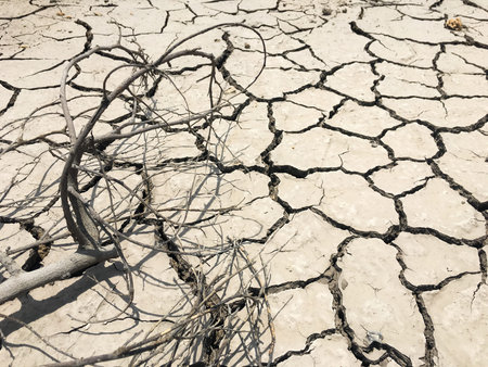 dry tree branch on dry and cracked ground effect from global warming