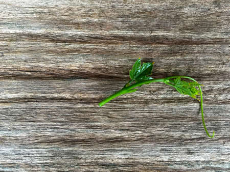 Ivy Gourd  on wood backgroundの写真素材