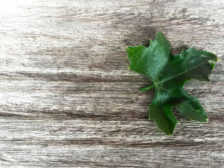 Ivy Gourd  on wood backgroundの写真素材