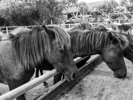 Horses feeding at the trough on the farm(black and white filter)の写真素材