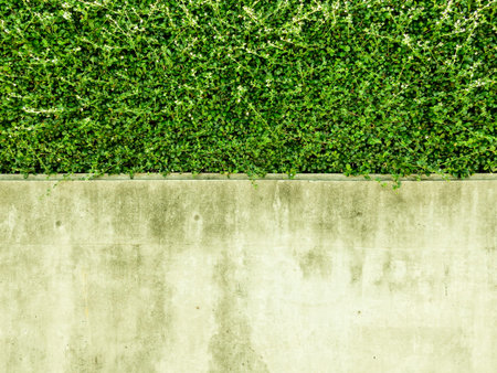 Bushes Fence and Cement Wall Background, Concrete wall