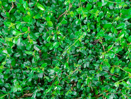 Bushes Fence and Cement Wall Background, Concrete wall