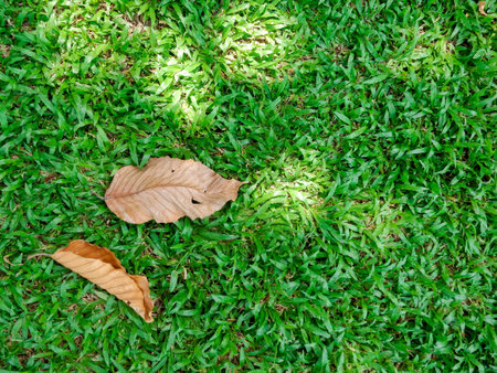 green grass field and falled leave for backgroundの写真素材