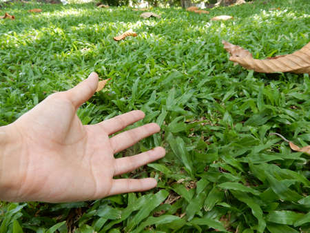 Hand on green lush grassの写真素材