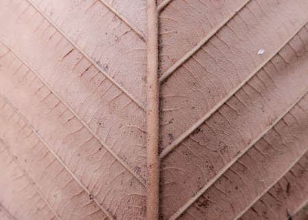 Close up on green leaf texture (background)の写真素材