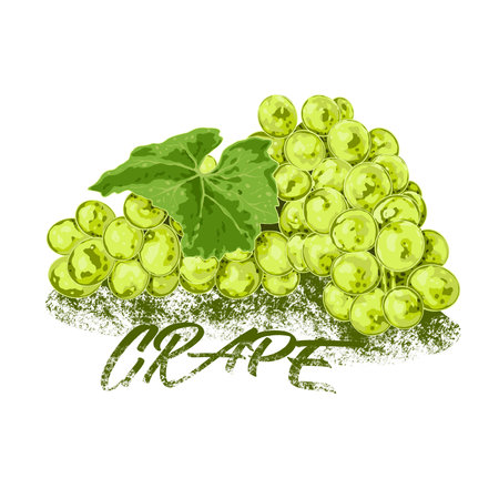 This artwork illustrasion about Grape fruit, many benefits for the health of the bodyの写真素材