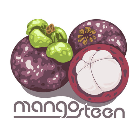 This artwork illustrasion about mangosteen fruit, many benefits for the health of the bodyの写真素材