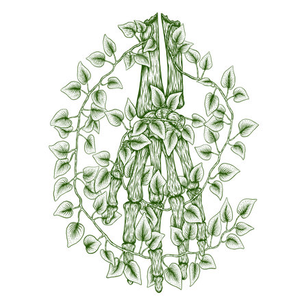 This artwork illustrasion about green hand vines, with handrawn line art styleの写真素材